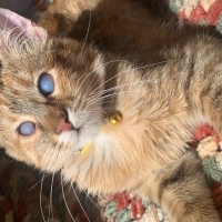 Tekir Kedi, Kedi  Dobby fotoğrafı