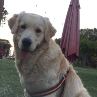 Golden Retriever, Köpek  zilli fotoğrafı