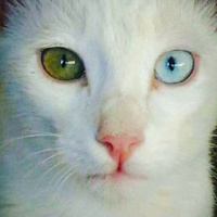 Van Kedisi, Kedi  TOMRİS fotoğrafı