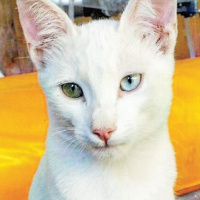 Van Kedisi, Kedi  TOMRİS fotoğrafı