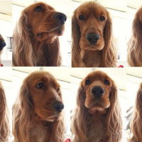 İngiliz Cocker Spaniel, Köpek  whisky fotoğrafı