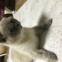 British Shorthair, Kedi  Pamuk fotoğrafı