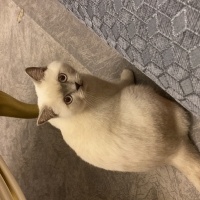 British Shorthair, Kedi  Mındık fotoğrafı