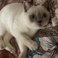 British Shorthair, Kedi  Mındık fotoğrafı