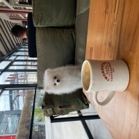 Pomeranyalı, Köpek  Latte fotoğrafı