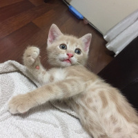Sibirya Kedisi, Kedi  Leo fotoğrafı