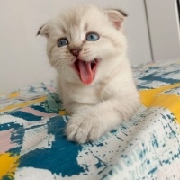 British Shorthair, Kedi  Kâmil fotoğrafı