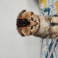British Shorthair, Kedi  Kâmil fotoğrafı