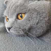 Scottish Fold, Kedi  Çiko Newton fotoğrafı