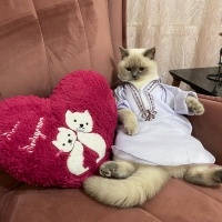 British Shorthair, Kedi  Pamuk fotoğrafı