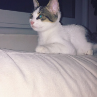 Tekir Kedi, Kedi  Sevecen Romeo(ACİLL) fotoğrafı