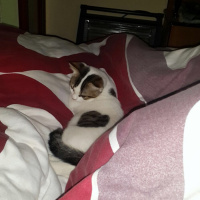 Tekir Kedi, Kedi  Sevecen Romeo(ACİLL) fotoğrafı