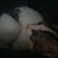 Tekir Kedi, Kedi  Sevecen Romeo(ACİLL) fotoğrafı