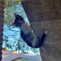 Tekir Kedi, Kedi  Prenses fotoğrafı