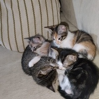 Tekir Kedi, Kedi  Prenses fotoğrafı