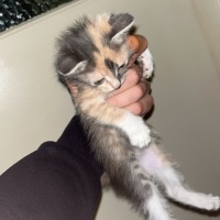 Tekir Kedi, Kedi  Prenses fotoğrafı