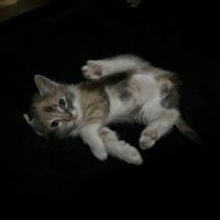 Tekir Kedi, Kedi  Prenses fotoğrafı