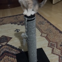 Tekir Kedi, Kedi  Prenses fotoğrafı