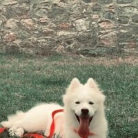 Samoyed, Köpek  eva fotoğrafı