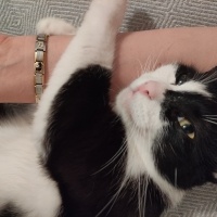Tekir Kedi, Kedi  Sufle fotoğrafı