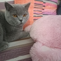 British Shorthair, Kedi  Bulut fotoğrafı