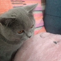 British Shorthair, Kedi  Bulut fotoğrafı