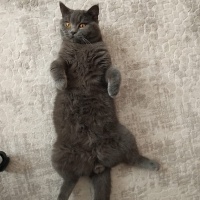British Shorthair, Kedi  Hades fotoğrafı