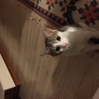 Tekir Kedi, Kedi  Lucky fotoğrafı