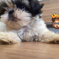 Shih Tzu, Köpek  Puffy fotoğrafı