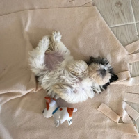 Shih Tzu, Köpek  Puffy fotoğrafı