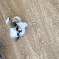 Shih Tzu, Köpek  Puffy fotoğrafı