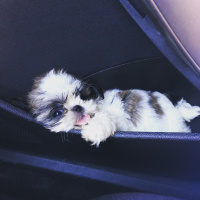 Shih Tzu, Köpek  Puffy fotoğrafı