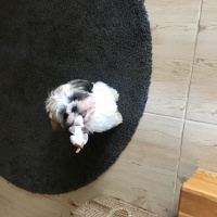 Shih Tzu, Köpek  Puffy fotoğrafı