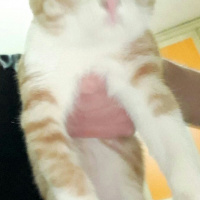 American Shorthair, Kedi  Sarışın fotoğrafı