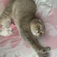 Scottish Fold, Kedi  Tarçın fotoğrafı
