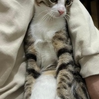 Tekir Kedi, Kedi  Paşa fotoğrafı