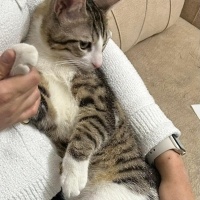 Tekir Kedi, Kedi  Paşa fotoğrafı