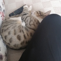 Tekir Kedi, Kedi  Paşa fotoğrafı