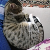 Tekir Kedi, Kedi  Paşa fotoğrafı