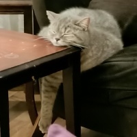 British Shorthair, Kedi  Mızmız fotoğrafı