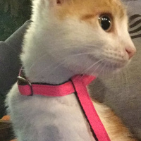 Tekir Kedi, Kedi  Ala fotoğrafı