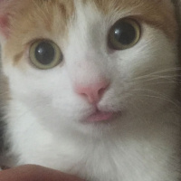 Tekir Kedi, Kedi  Ala fotoğrafı