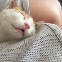 Tekir Kedi, Kedi  Ala fotoğrafı