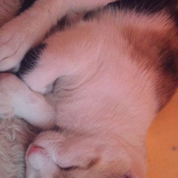 Tekir Kedi, Kedi  Ala fotoğrafı
