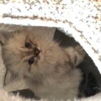 British Longhair, Kedi  Daijin fotoğrafı