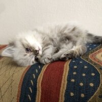 British Longhair, Kedi  Daijin fotoğrafı