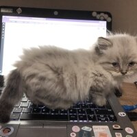 British Longhair, Kedi  Daijin fotoğrafı