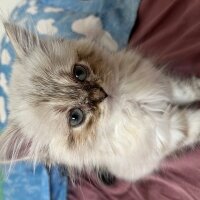 British Longhair, Kedi  Daijin fotoğrafı