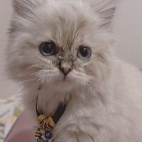 British Longhair, Kedi  Daijin fotoğrafı