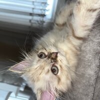 British Longhair, Kedi  Daijin fotoğrafı